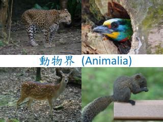 動物屬性|動物界 Animalia 